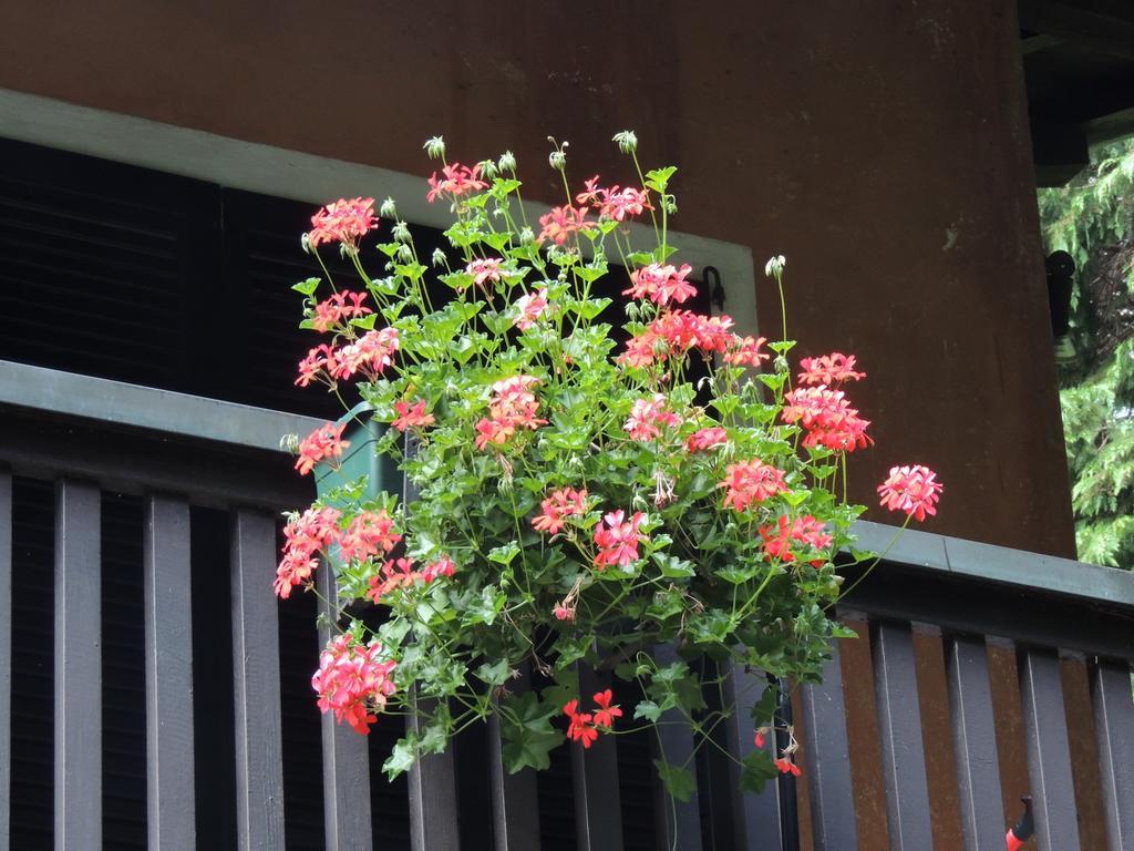 Apartment Il Faggio Rosso Albiolo